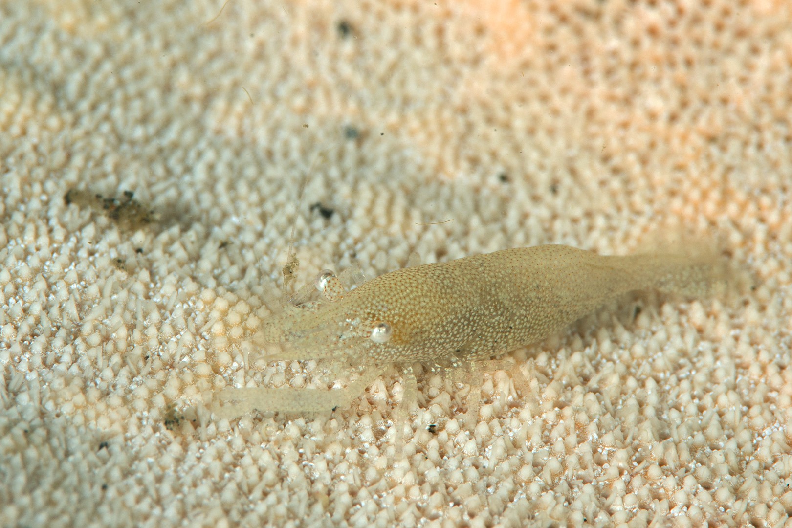 20150704_Bianca_0020 (Large)