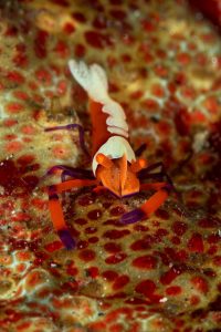 20150704_Bianca_0022 (Large)