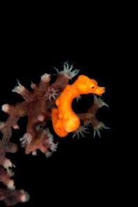 20150704_Makawidey_0001 (Large)