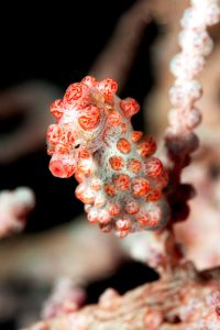 20150704_Makawidey_0004 (Large)