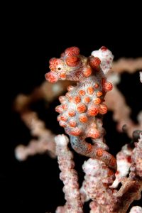 20150704_Makawidey_0006 (Large)