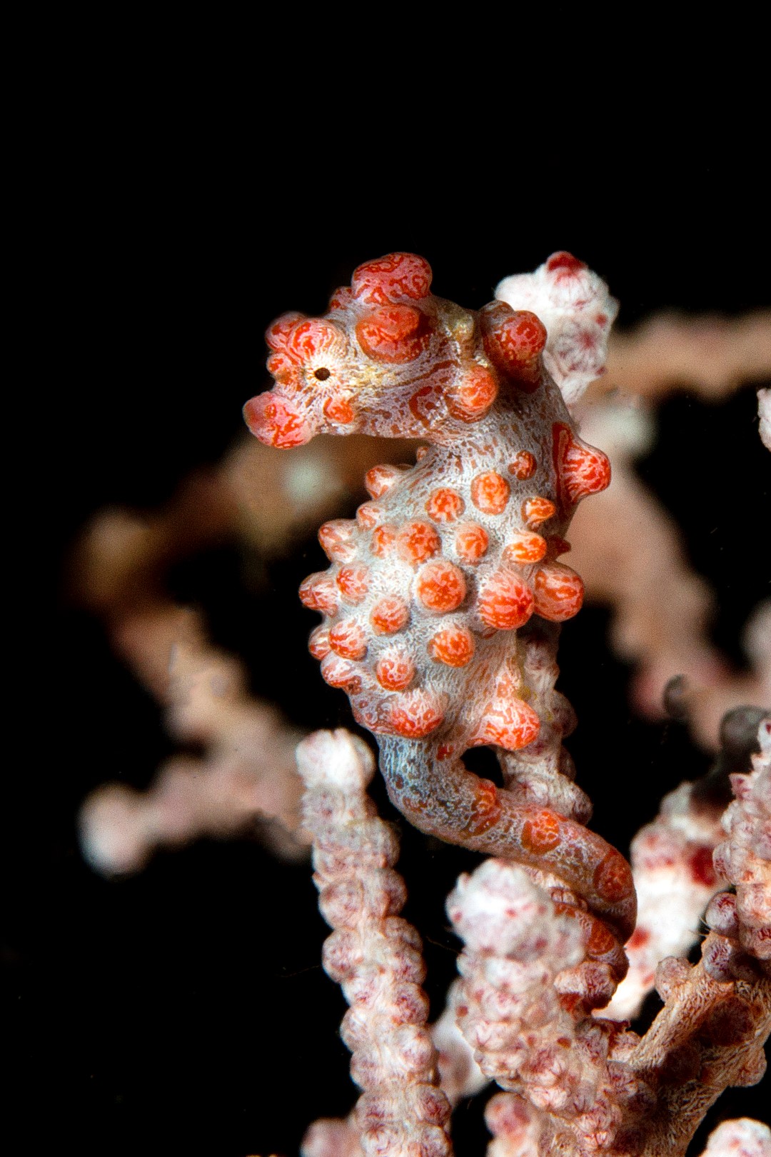 20150704_Makawidey_0006 (Large)