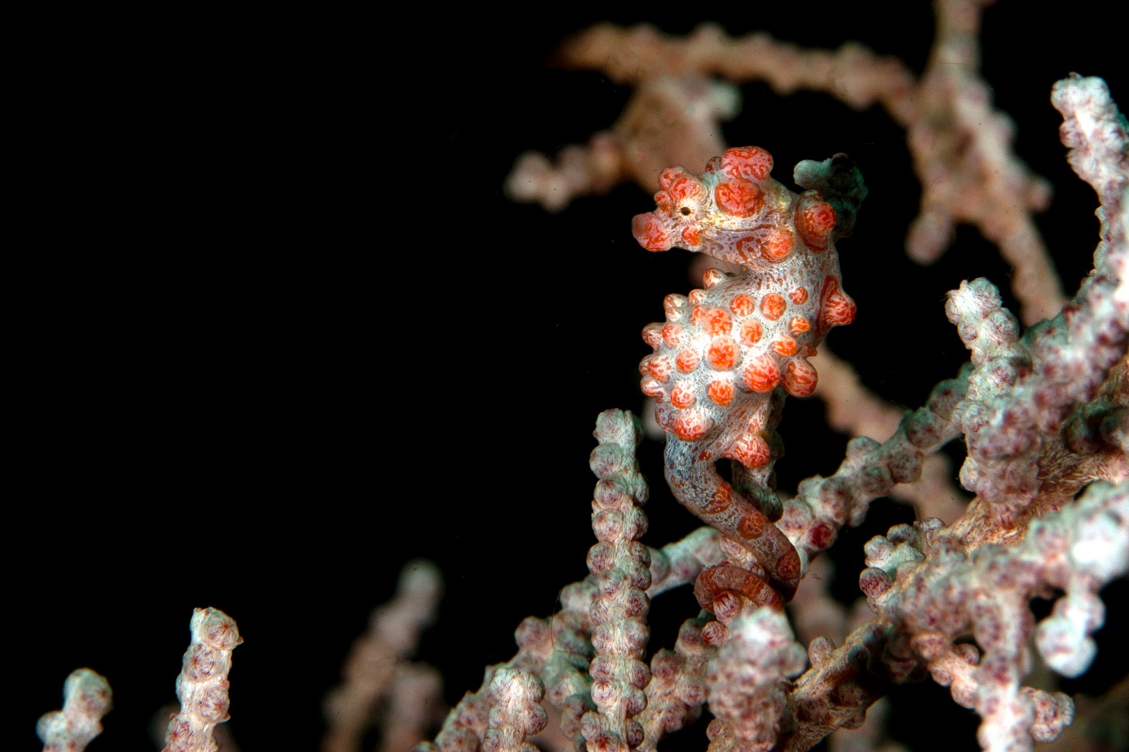 20150704_Makawidey_0008 (Large)