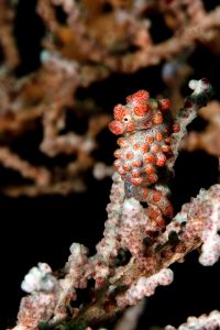 20150704_Makawidey_0009 (Large)