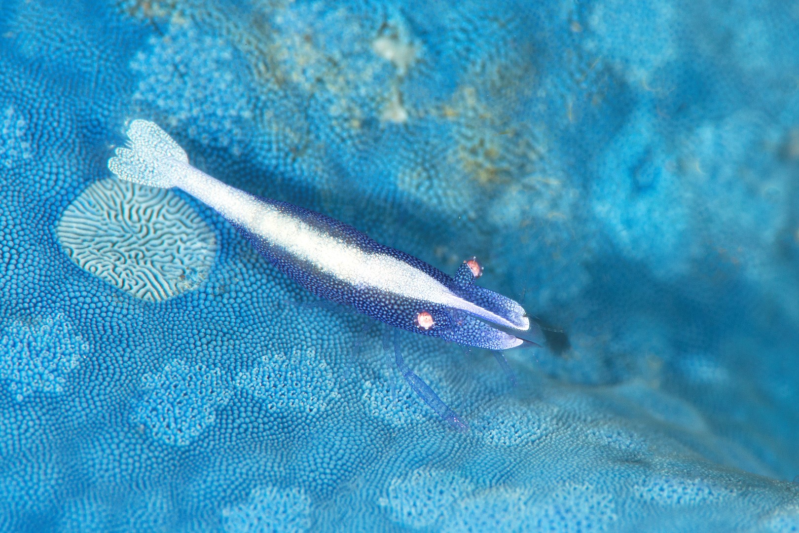 20150704_Makawidey_0011 (Large)