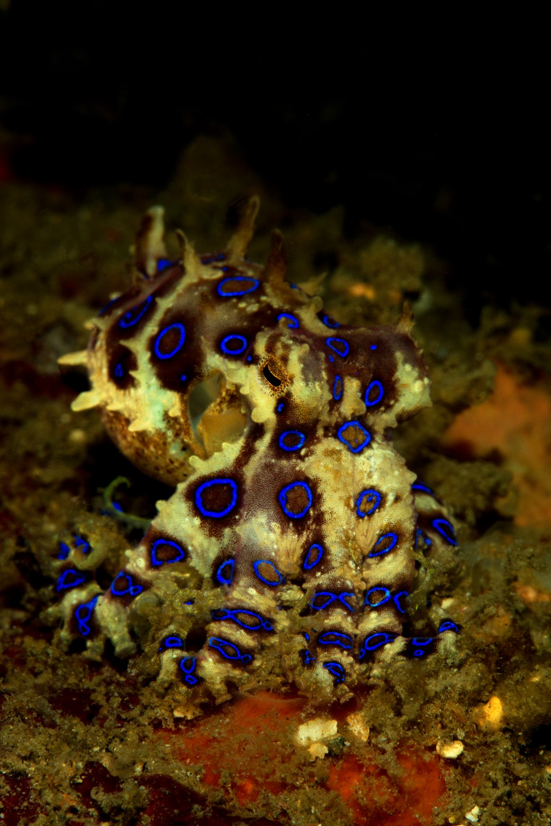 20150704_Pintu Colada_0004 (Large)