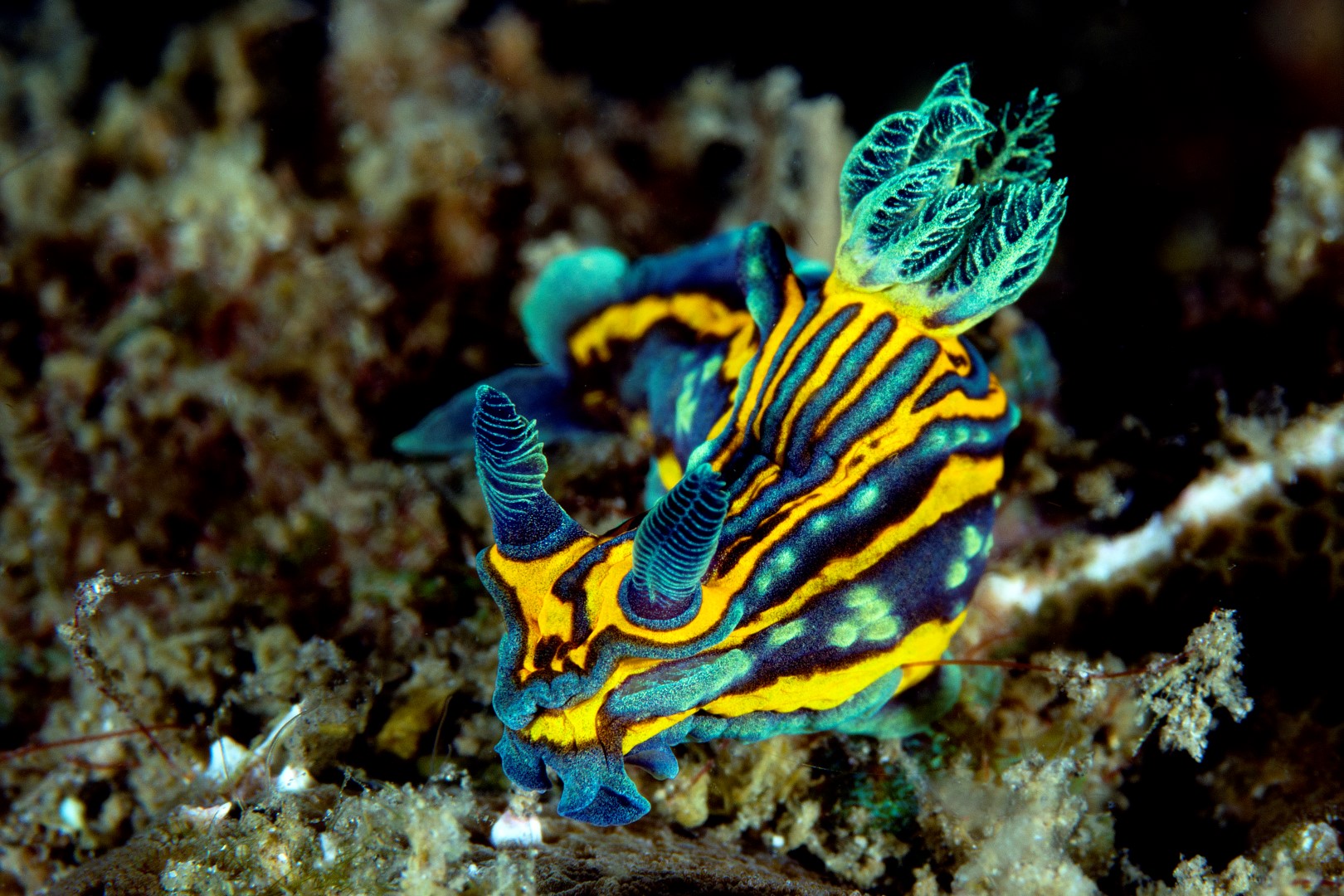 20150705_Bianca _0016 (Large)