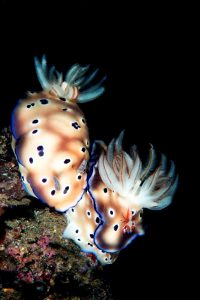 20150705_Bianca _0021 (Large)