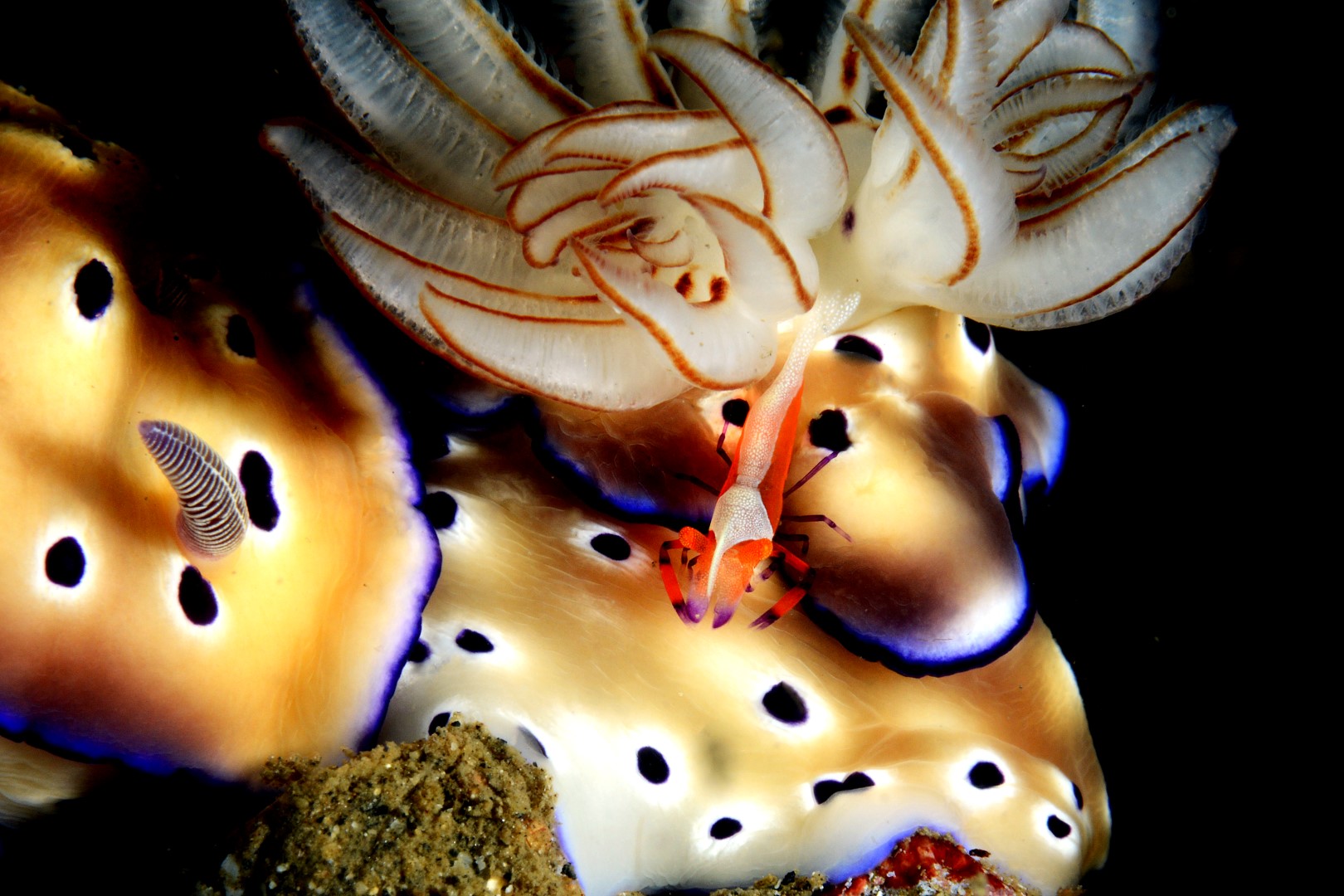 20150705_Bianca _0027 (Large)