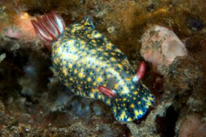 20150705_Teluk Kembahu 3_0003 (Large)