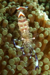 20150705_Teluk Kembahu 3_0015 (Large)