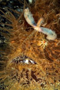 20150705_Teluk Kembahu 3_0021 (Large)