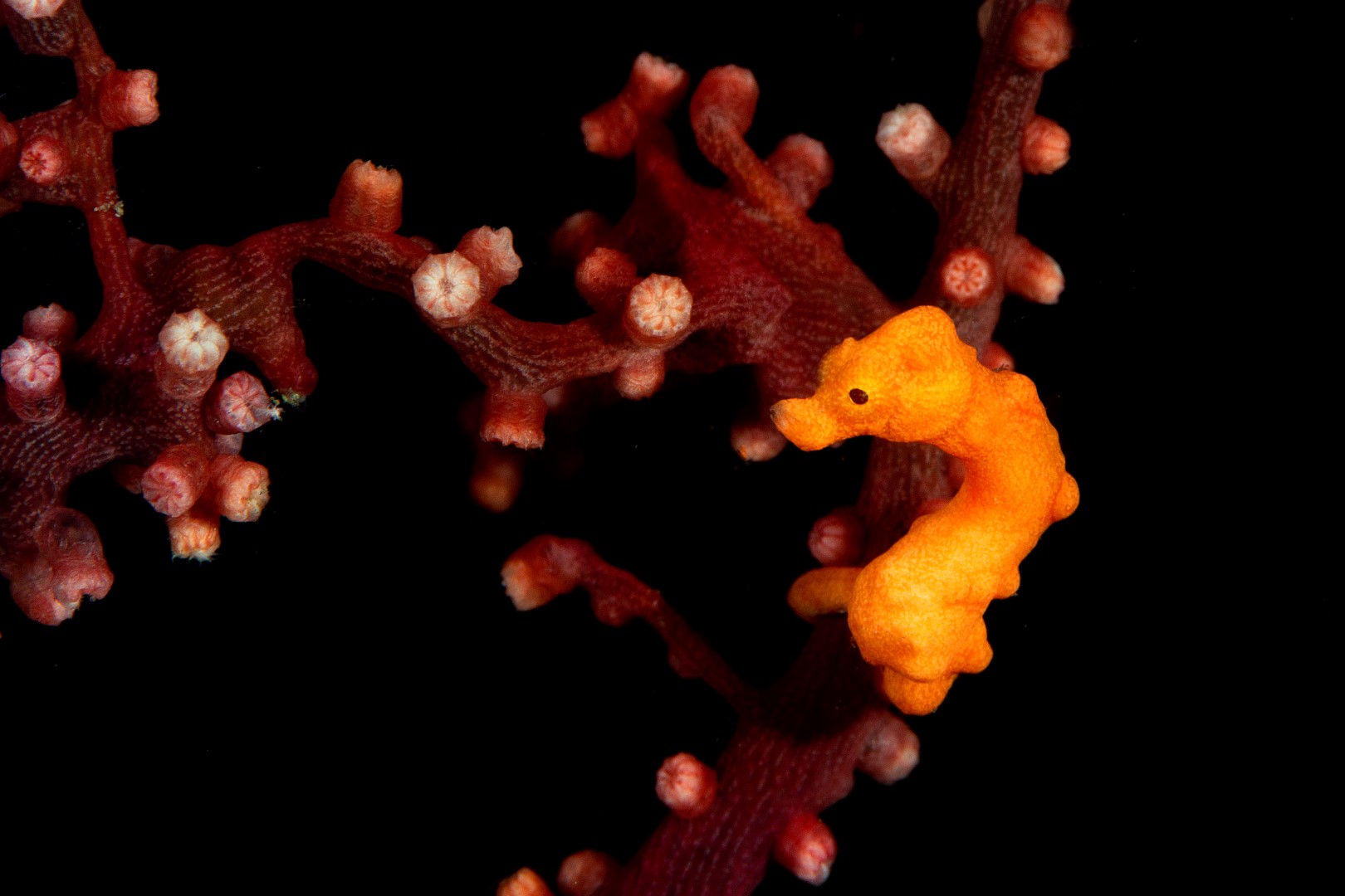 20150706_Makawidey_0010 (Large)