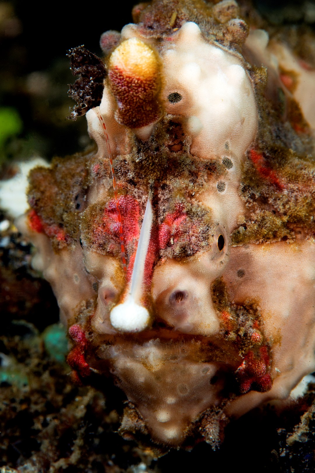 20150706_Police Pier_0004 (Large)