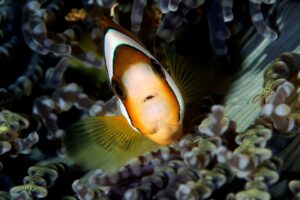 20150706_Police Pier_0022 (Large)