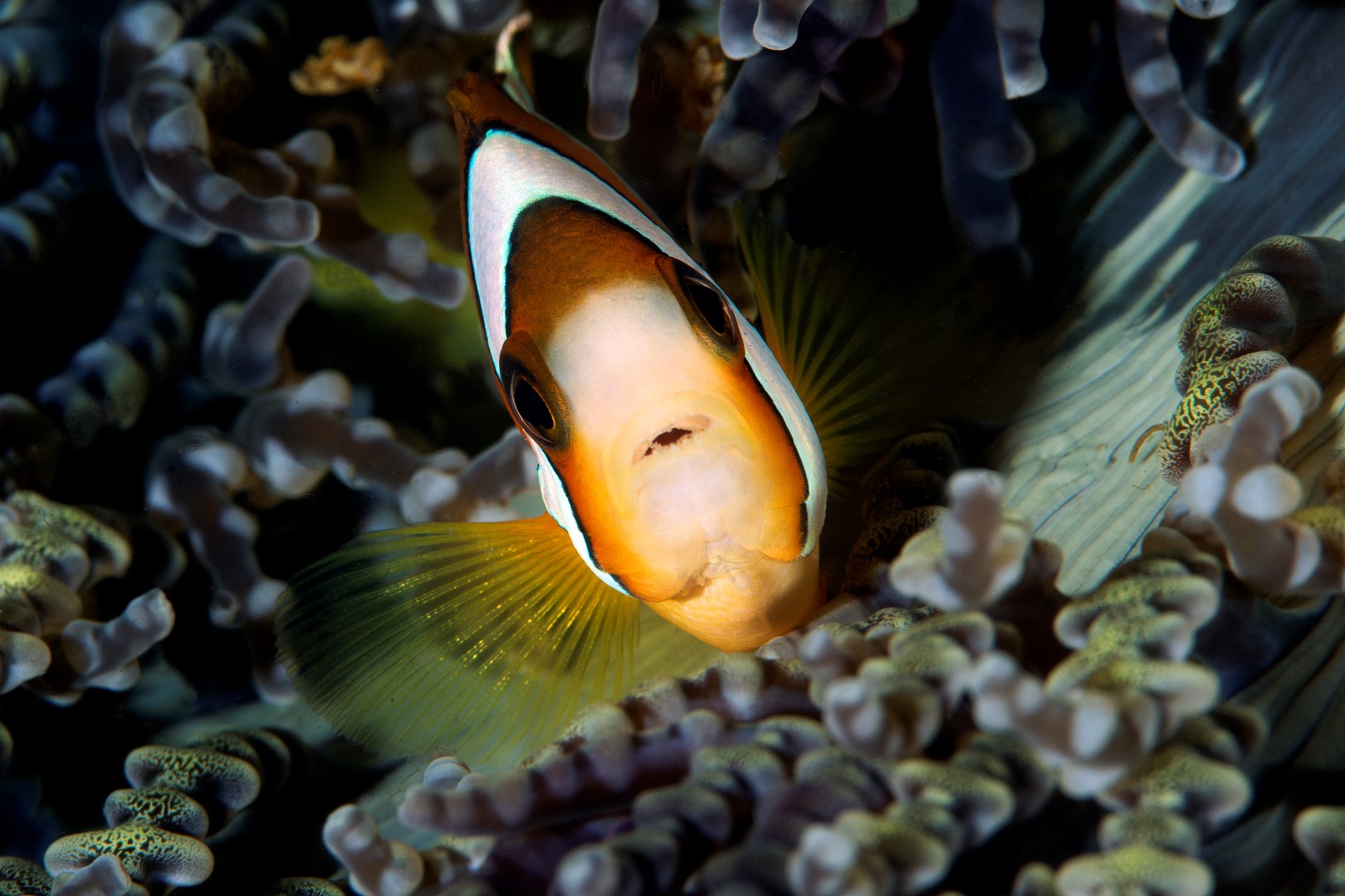 20150706_Police Pier_0022 (Large)