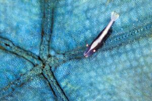 20150706_Police Pier_0031 (Large)