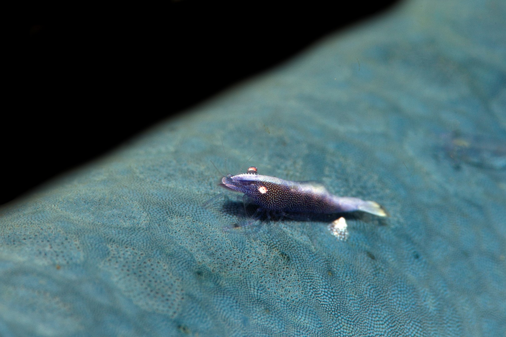 20150706_Police Pier_0032 (Large)