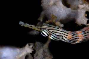 20150706_Police Pier_0035 (Large)