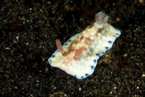 20150706_Teluk Kembahu 3_0009 (Large)