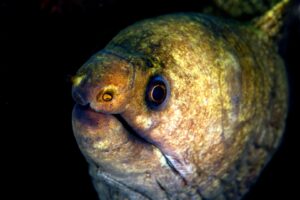 20150706_Teluk Kembahu 3_0014 (Large)