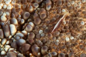 20150707_Aer Prang_0009 (Large)