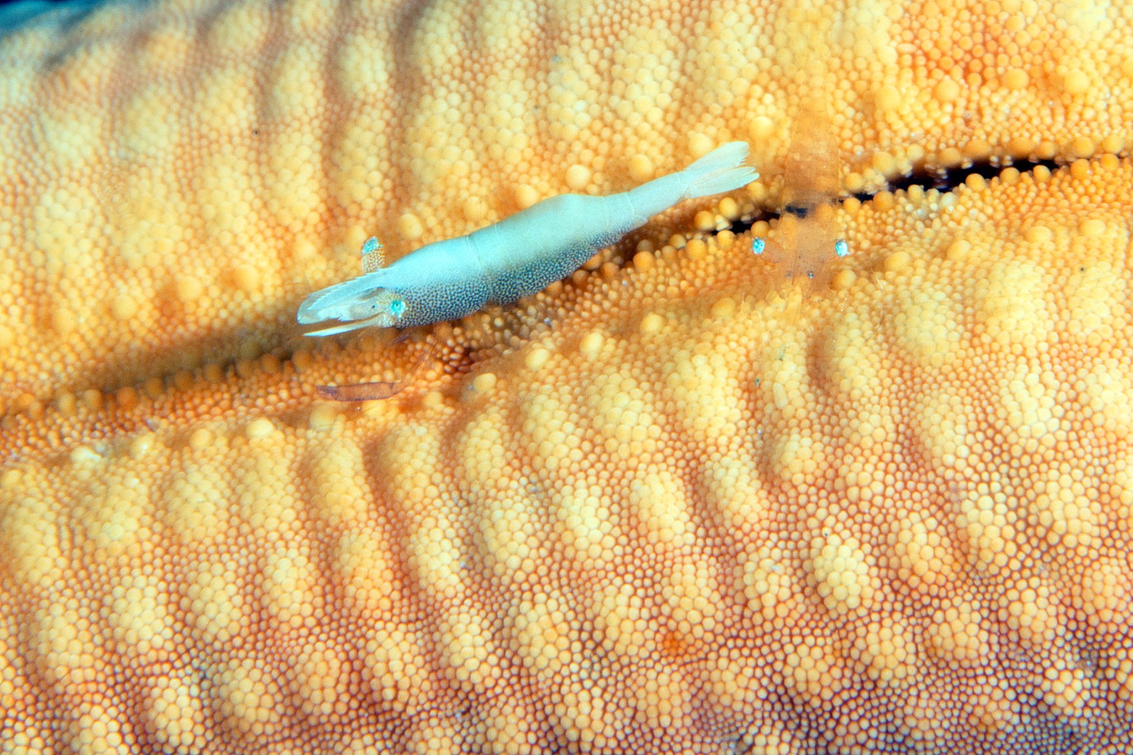 20150707_Aer Prang_0012 (Large)