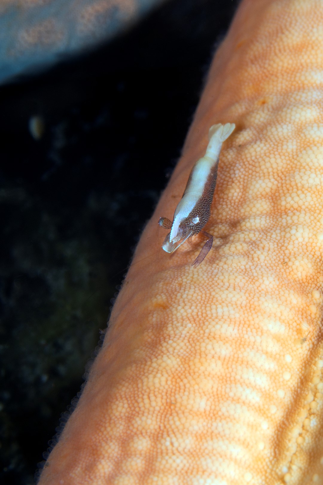 20150707_Aer Prang_0015 (Large)