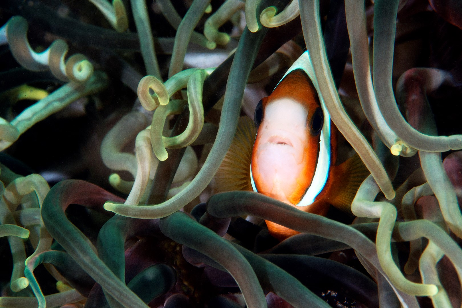 20150707_Bianca_0002 (Large)