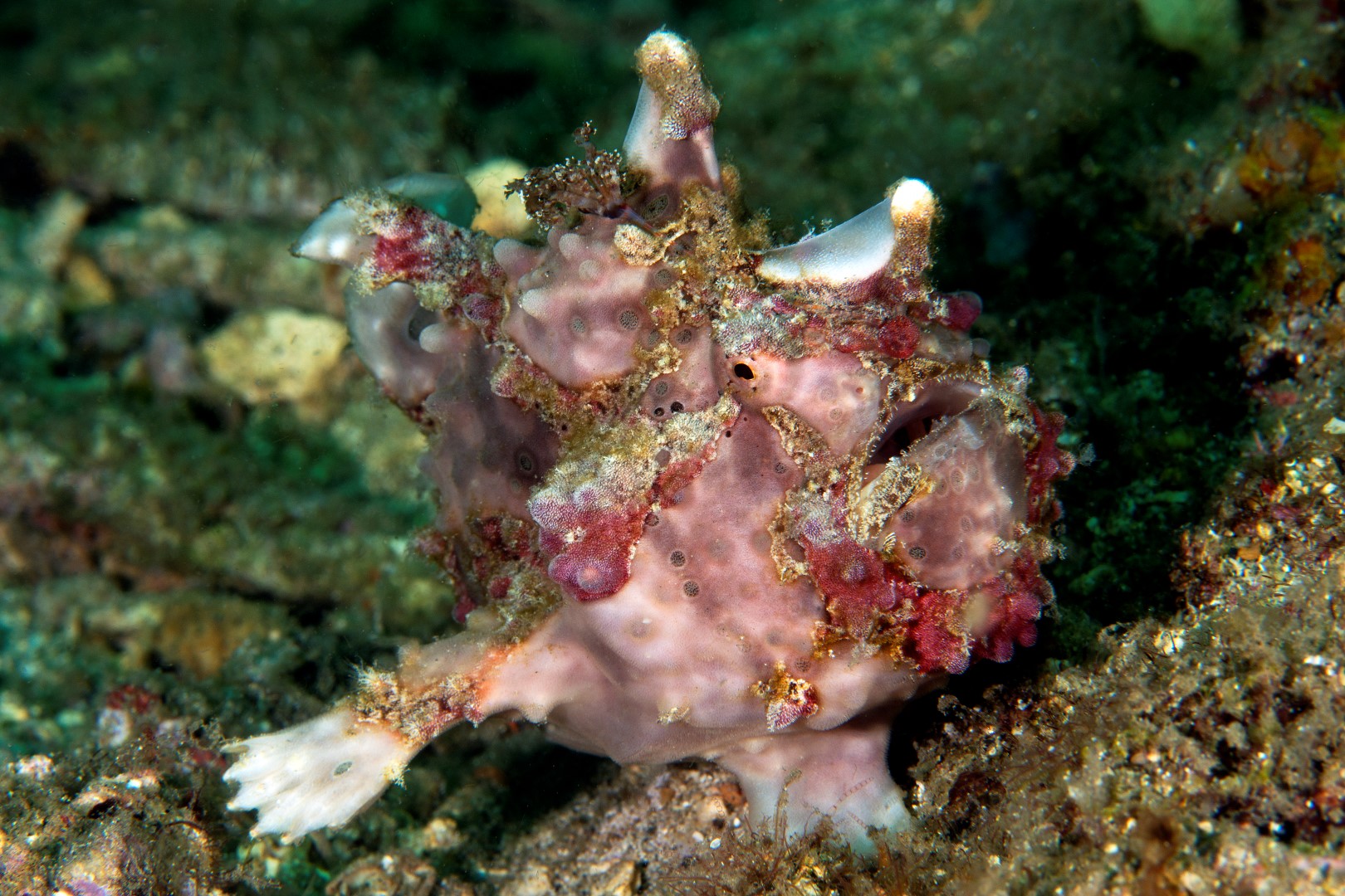 20150707_Bianca_0005 (Large)