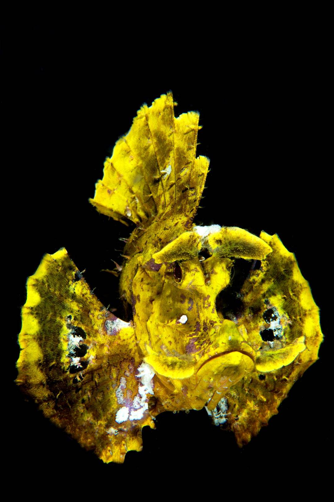 20150707_Nudi Falls_0003 (Large)