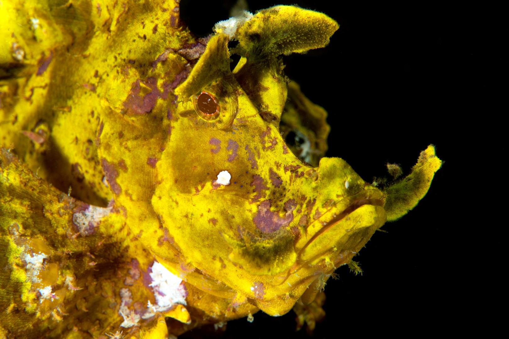 20150707_Nudi Falls_0006 (Large)