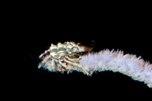 20150902_Mandarin Slope_0008 (Large)