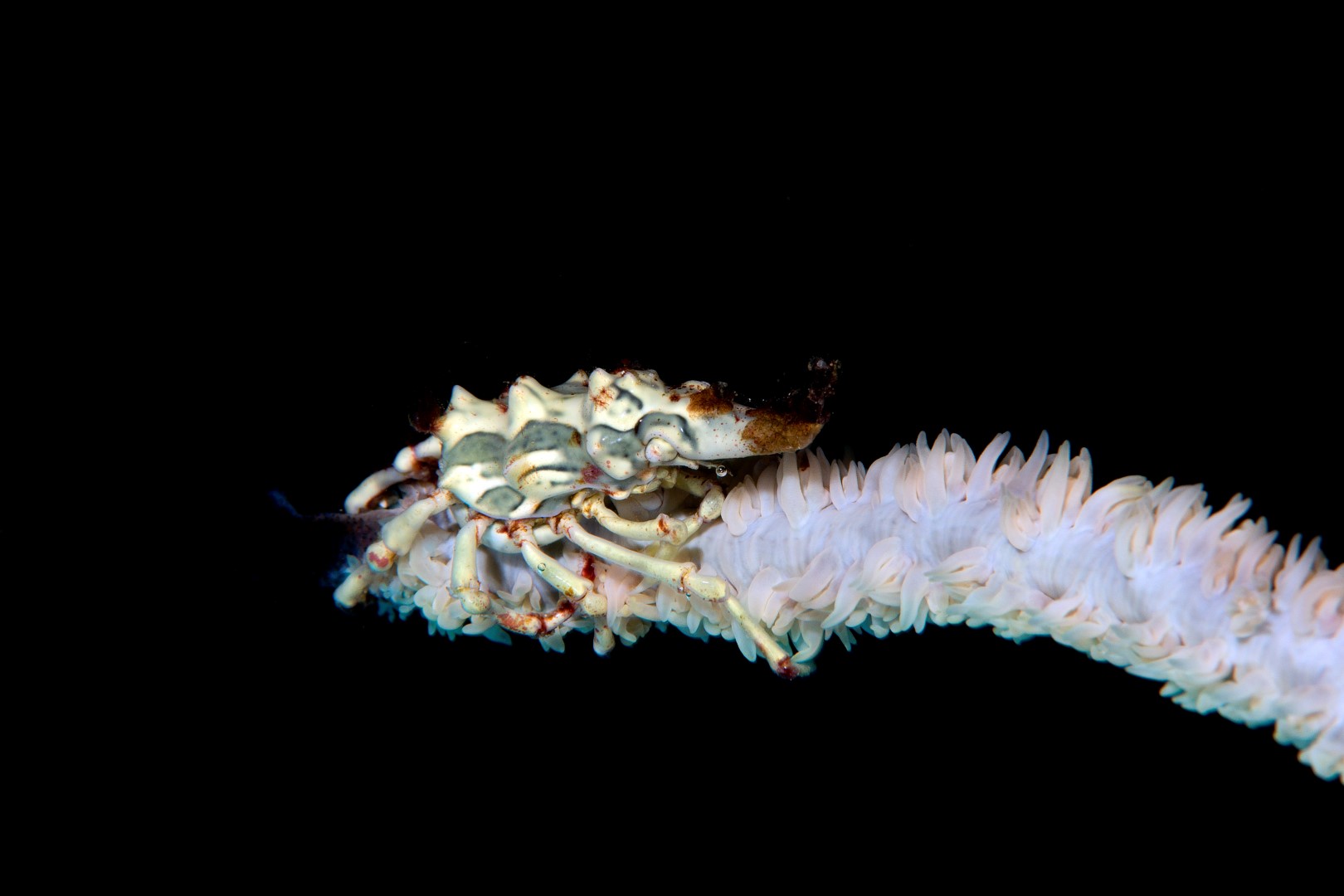 20150902_Mandarin Slope_0008 (Large)