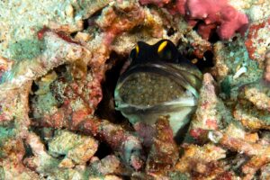 20150902_Mandarin Slope_0010 (Large)