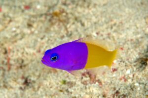 20150903_Alor House Reef_0001 (Large)