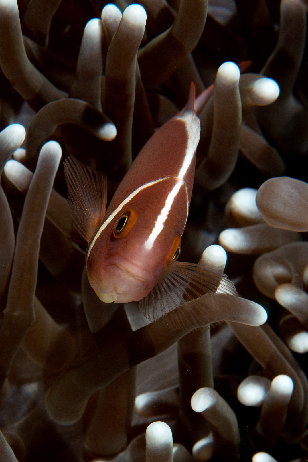 20150903_Alor House Reef_0007 (Large)