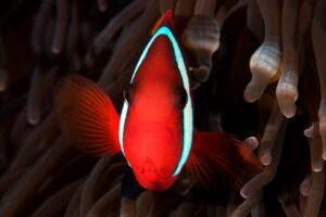 20150903_Alor House Reef_0009 (Large)