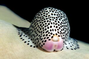 20150904_Alor House Reef_0004 (Large)