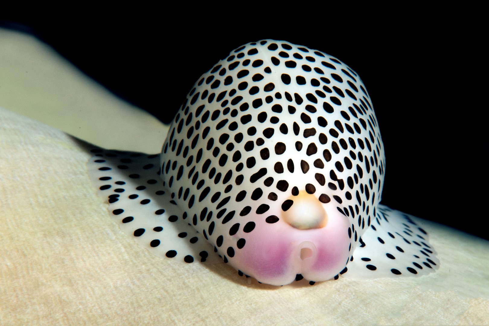 20150904_Alor House Reef_0004 (Large)