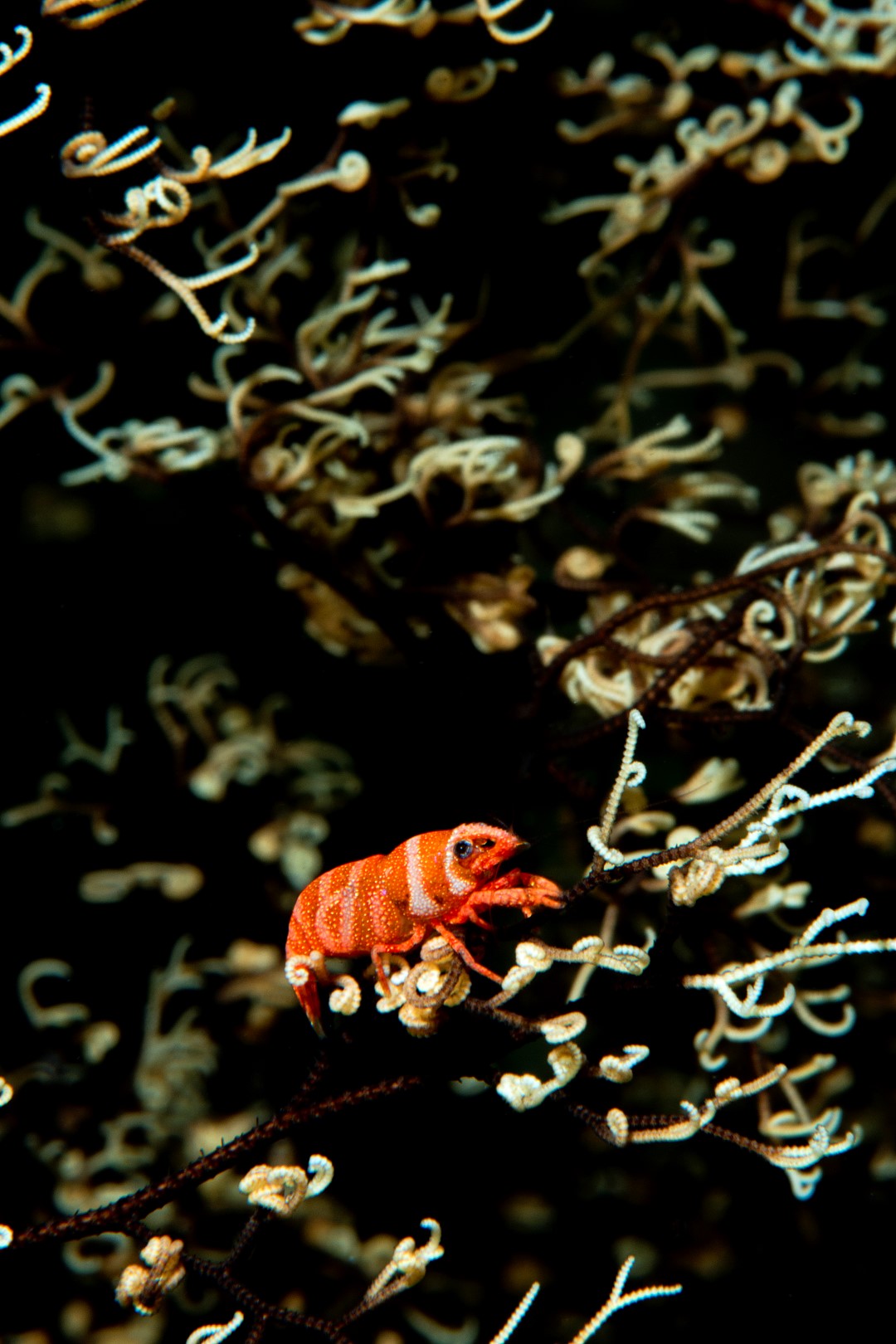 20150904_Alor House Reef_0007 (Large)