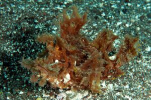 20150904_Solembali Black Sand_0023 (Large)