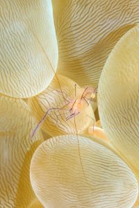 20150905_Bakalang_0010 (Large)