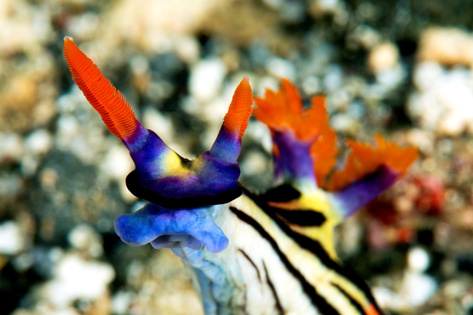 20150905_Bakalang_0050 (Large)