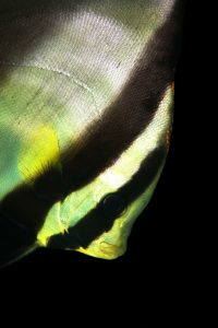 20150906_Alor House Reef_0015 (Large)