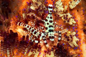 20150907_Ampura Point_0003 (Large)