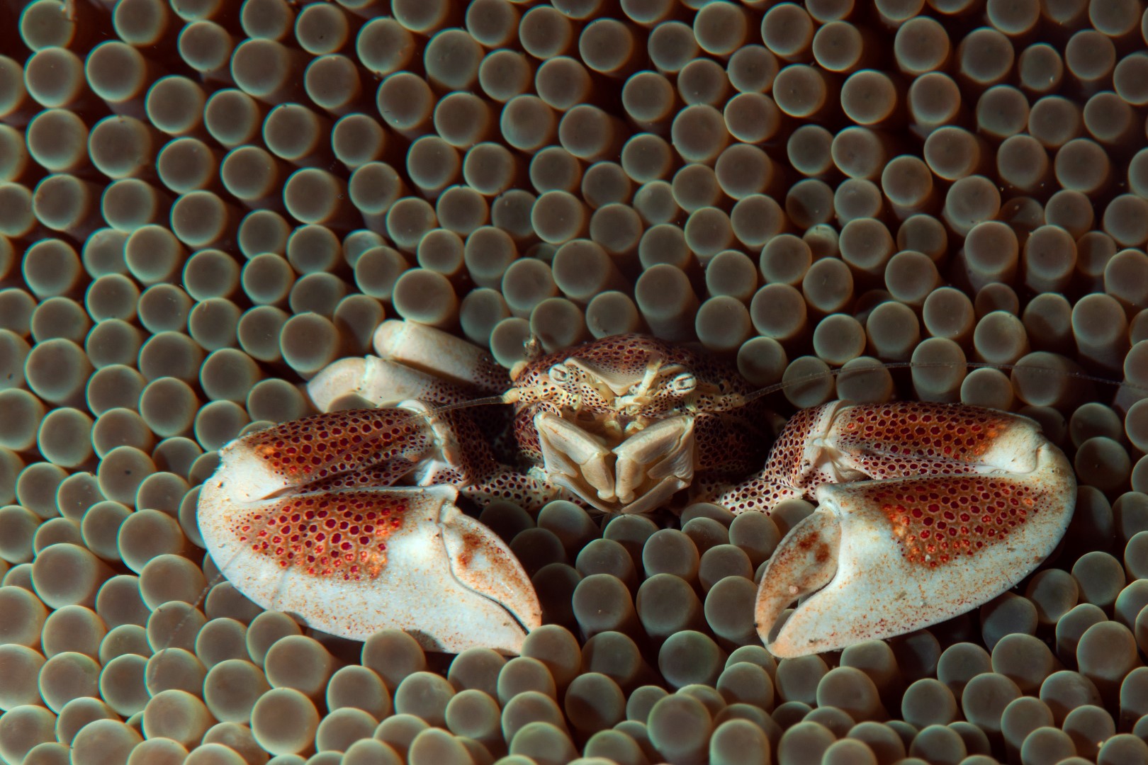 20150907_Ampura Point_0026 (Large)