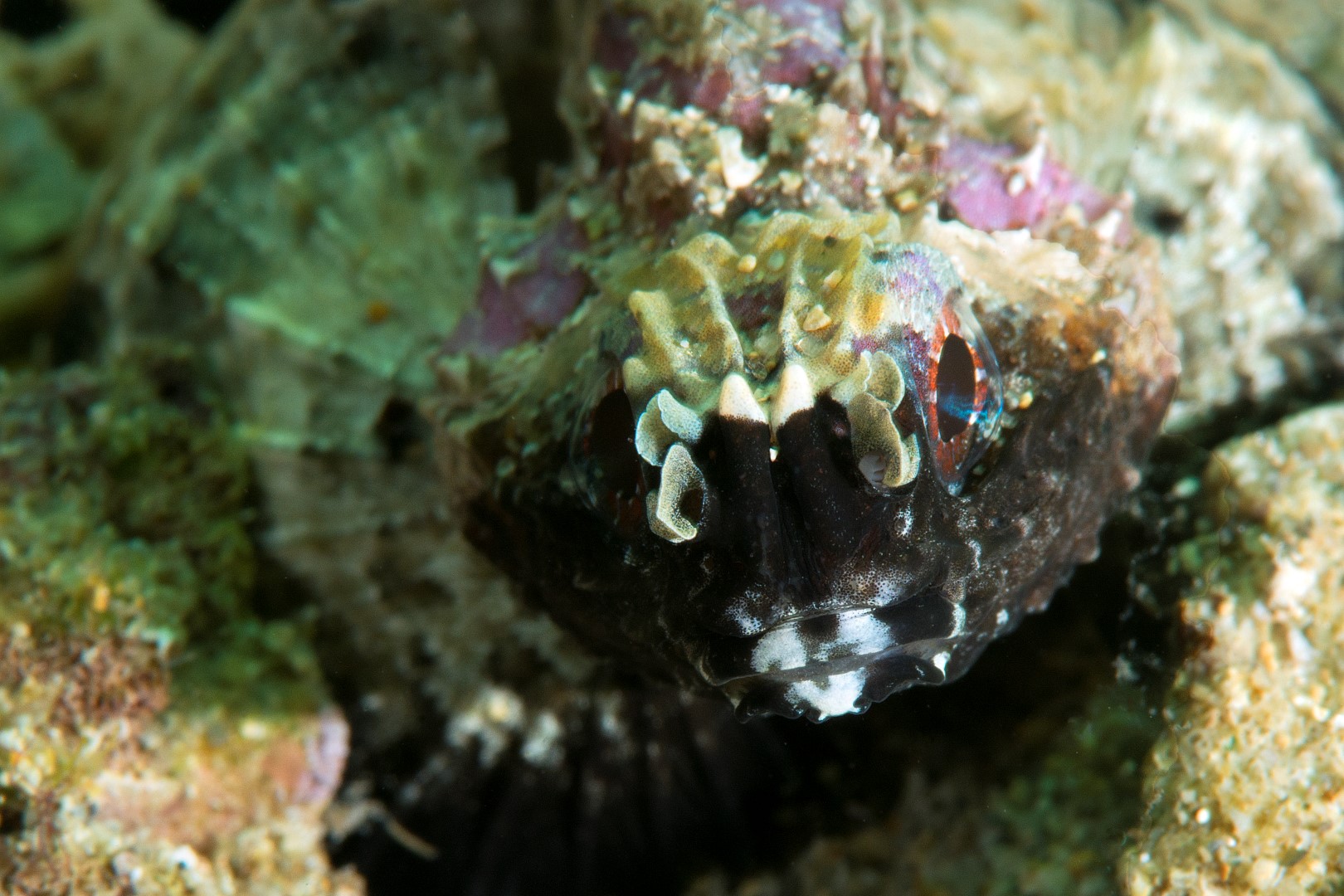 20151205_Edithburgh_0014 (Large)