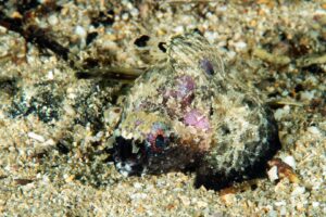 20151206_Edithburgh_0002 (Large)