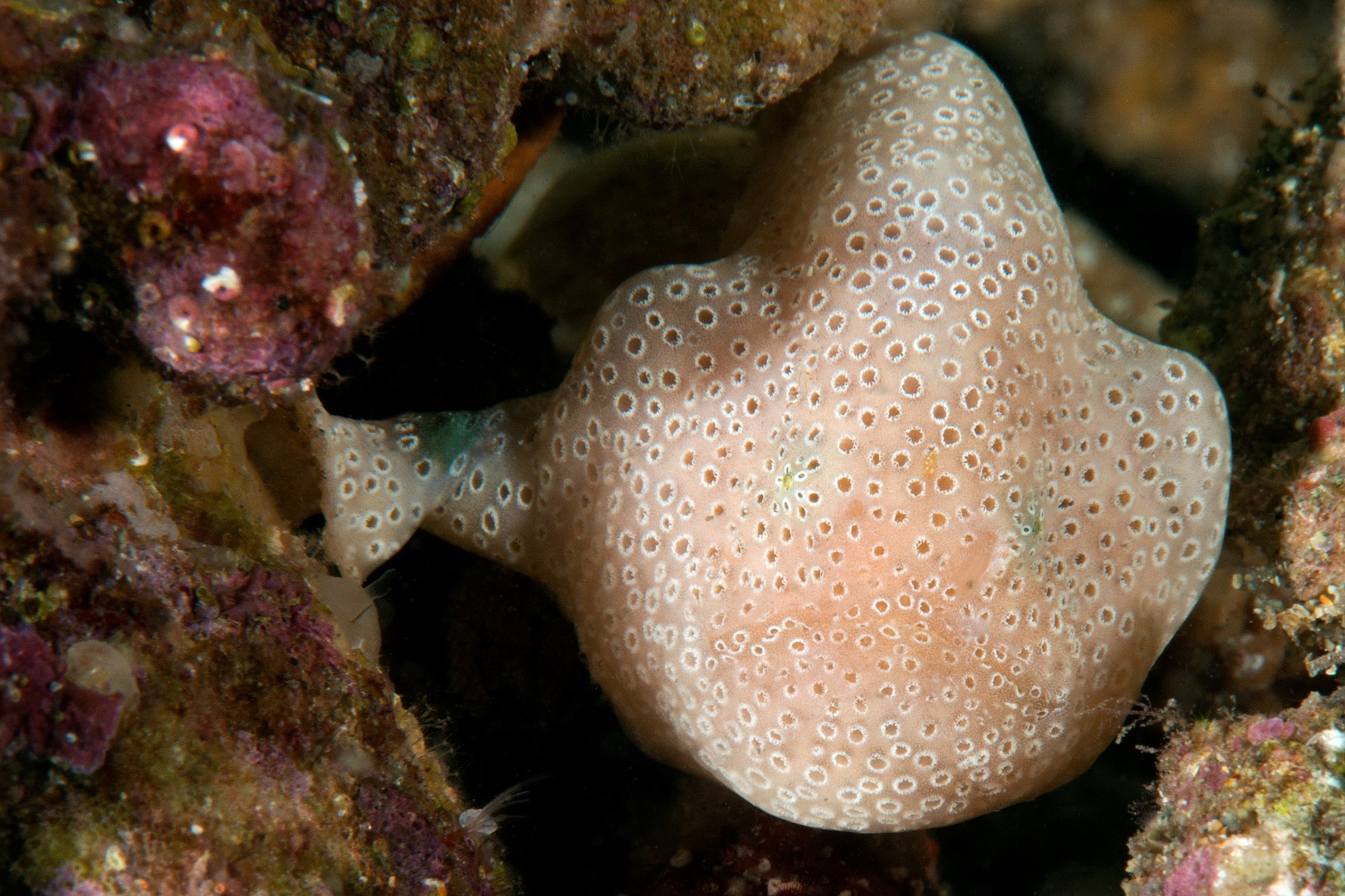 20151206_Edithburgh_0010 (Large)